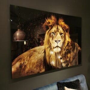 Wall Deco Glas leeuw en leeuwin liggend 160 x 110 cm